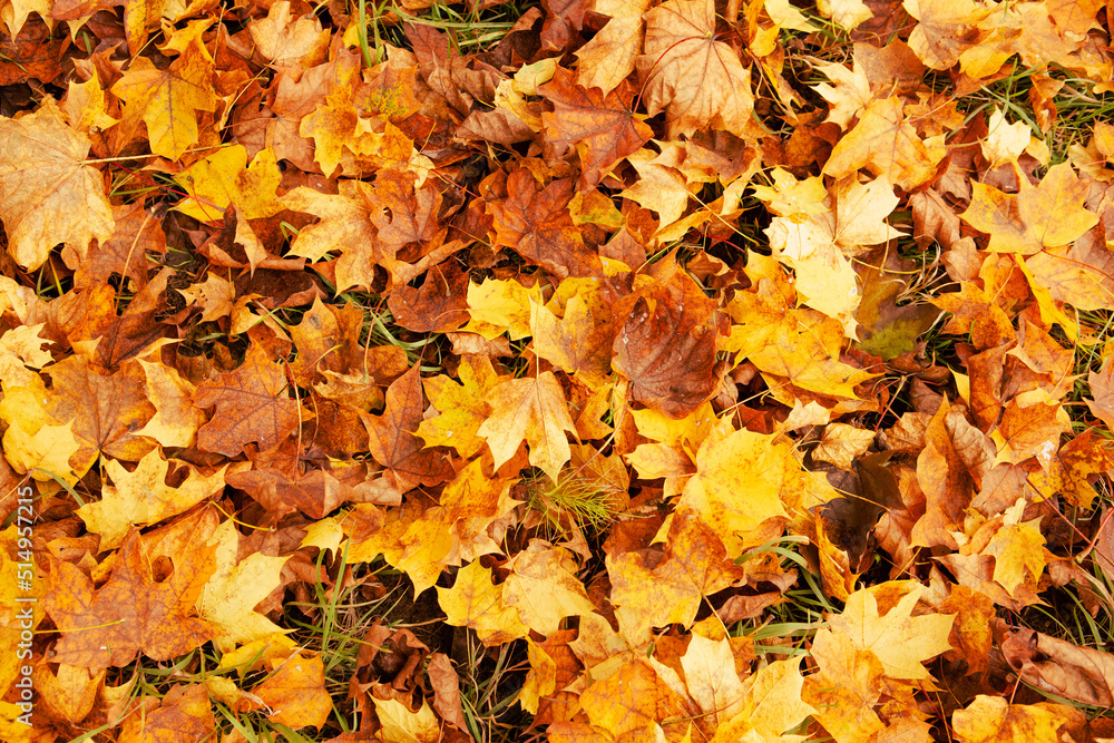 yellow maple leaves on the ground yellow maple leaves on the ground