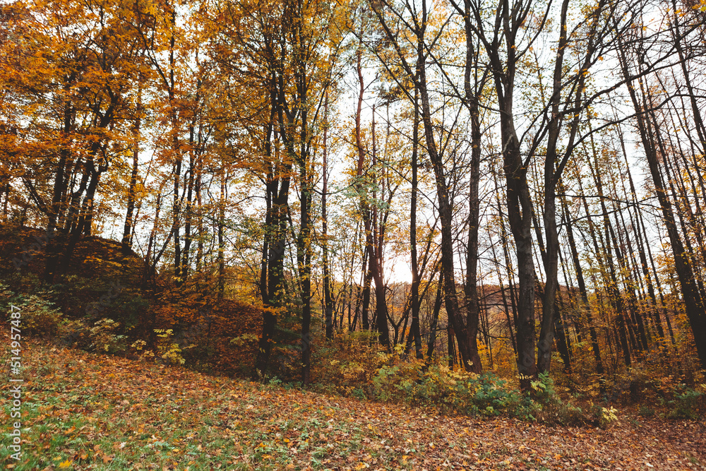 Obraz premium autumn forest view