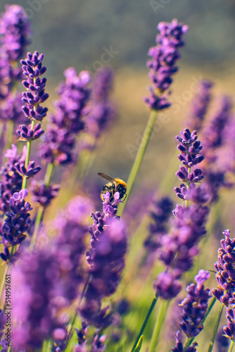 Small Bumblebee collecting pollen from lavender flower. High quality photo