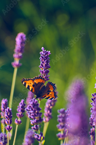 Beautiful Butterfly sitting on lavender Flower. High quality photo