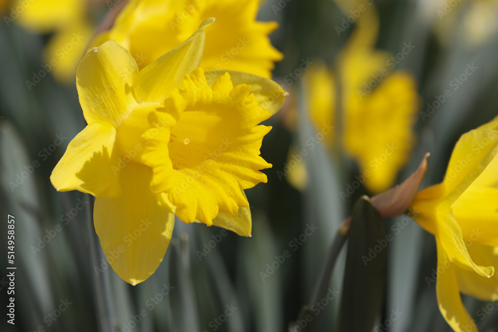 Fototapeta premium Blooming flowers of daffodils.
