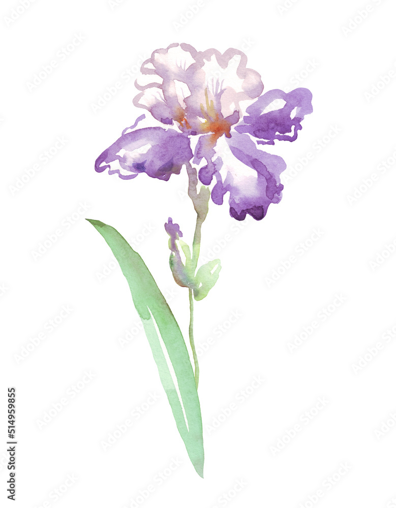 Watercolor iris flower. Hand-painted illustration Watercolor iris flower. Hand-painted illustration