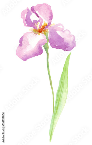 Watercolor iris flower. Hand-painted illustration