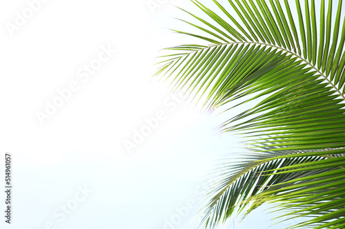 Natural green coconut leaves leave copy space