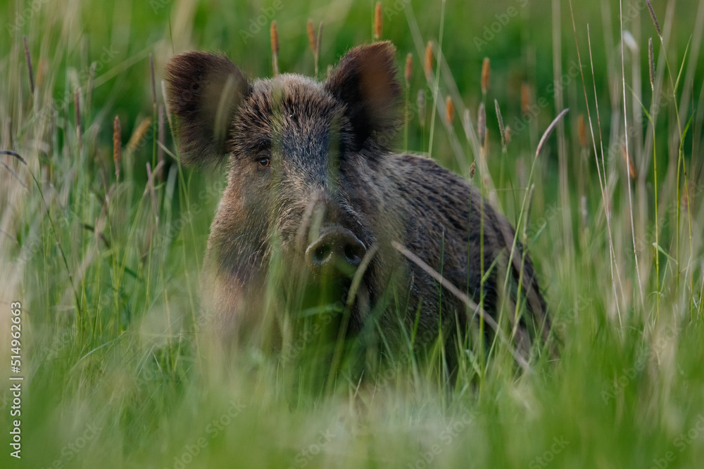 Portrait of wild boar female in high grass, wildlife, Sus scrofa, Slovakia Portrait of wild boar female in high grass, wildlife, Sus scrofa, Slovakia
