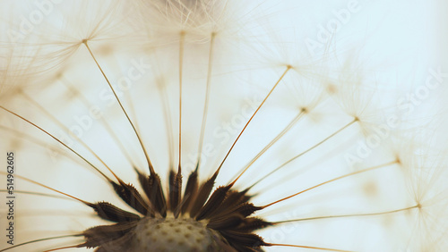 Dandelion head with parachutes closeup. Light floral picture. Airy and fluffy summer illustration with blowball pappus. Macro