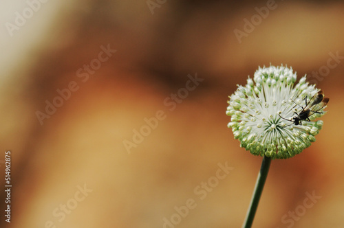 Flowers in the forest and garden.