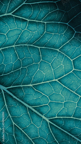 Plant leaf closeup. Mosaic pattern of  cells and veins. Blue-green mobile phone wallpaper. Abstract vertical background on vegetable theme. Beautiful nature structure. Horseradish leaf. Macro