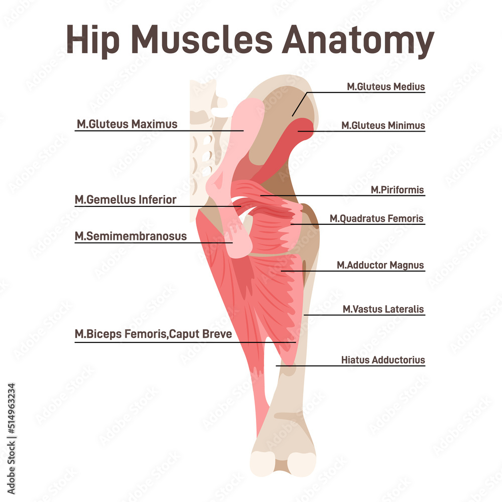 Hip Muscles Didactic Scheme Of Anatomy Of Human Muscular System Stock 1000 F 514963234 WjIPFigRUuDbfD3SbQDVB4akjbryqfsI