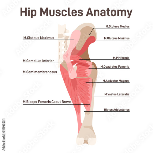 Hip muscles. Didactic scheme of anatomy of human muscular system