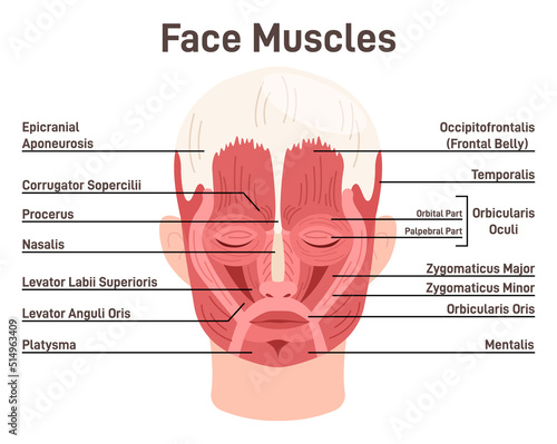 Head and face muscles. Didactic scheme of anatomy of human Fototapet