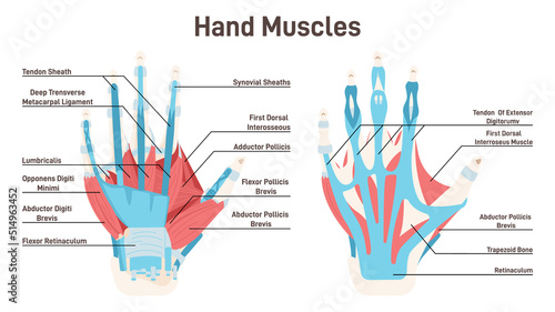 Back muscles system. Didactic scheme of anatomy of human muscular photo