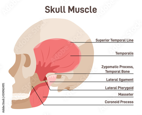 Skull muscles. Didactic scheme of anatomy of human muscular