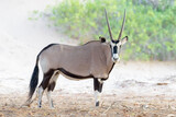 Oryx (Oryx gazella), gemsbok standing in riverbed of Hoanib desert, looking at camera, Kaokoland, Namibia