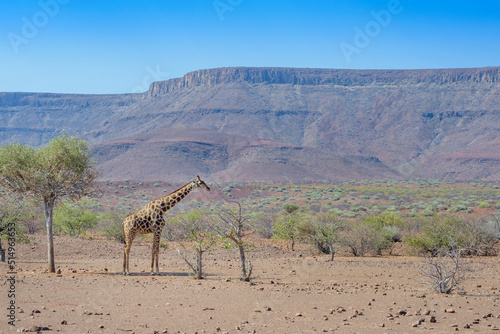 Desert-adapted giraffe  Giraffa camelopardalis  in desert landscape feeding on acaciatree  Damaraland  Namibia