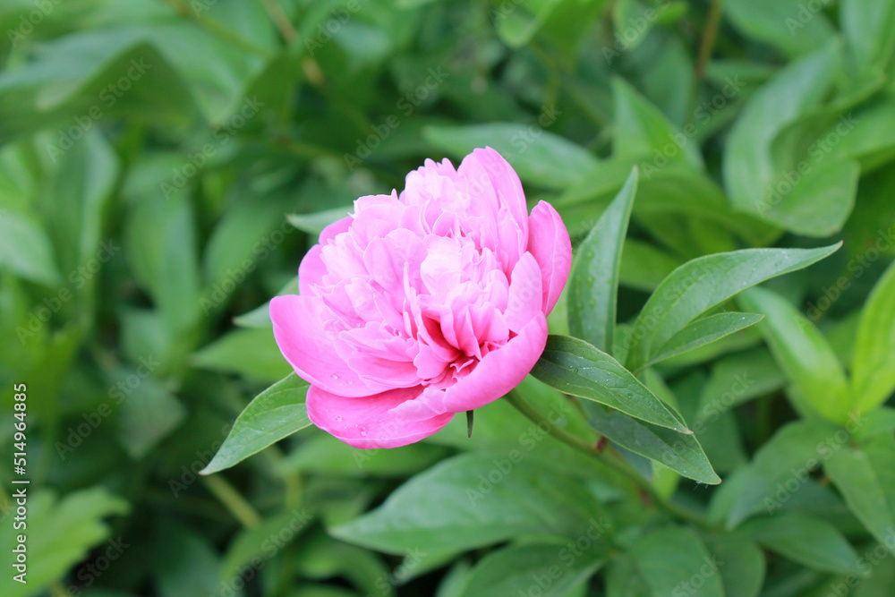 close-up pink color blooming flower in sunlight, nature background, macro flower close-up pink color blooming flower in sunlight, nature background, macro flower