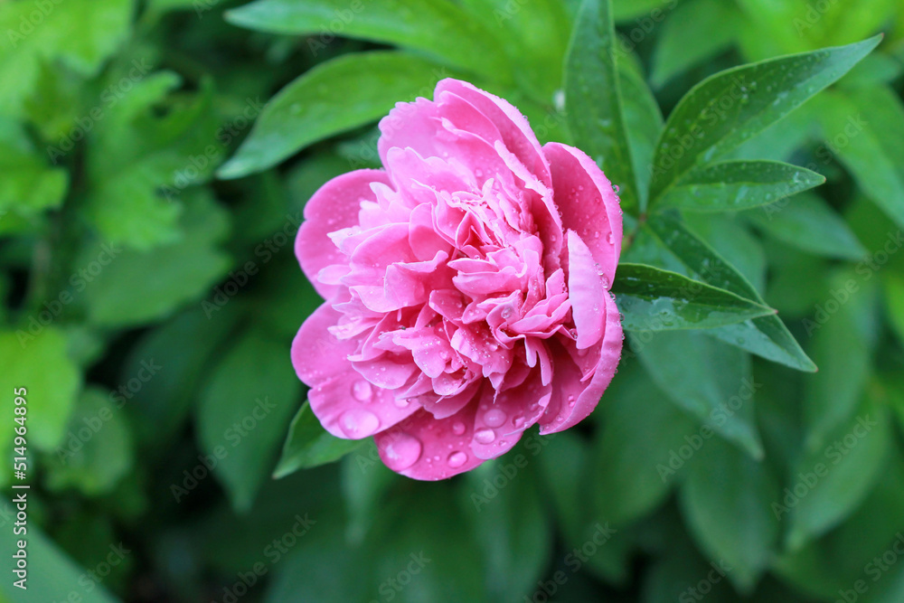 close-up pink color blooming flower in sunlight, nature background, macro flower close-up pink color blooming flower in sunlight, nature background, macro flower