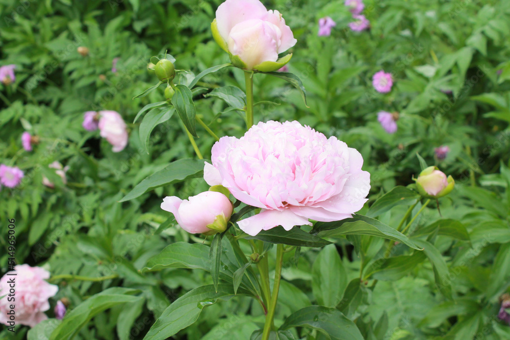 close-up pink color blooming flower in sunlight, nature background, macro flower