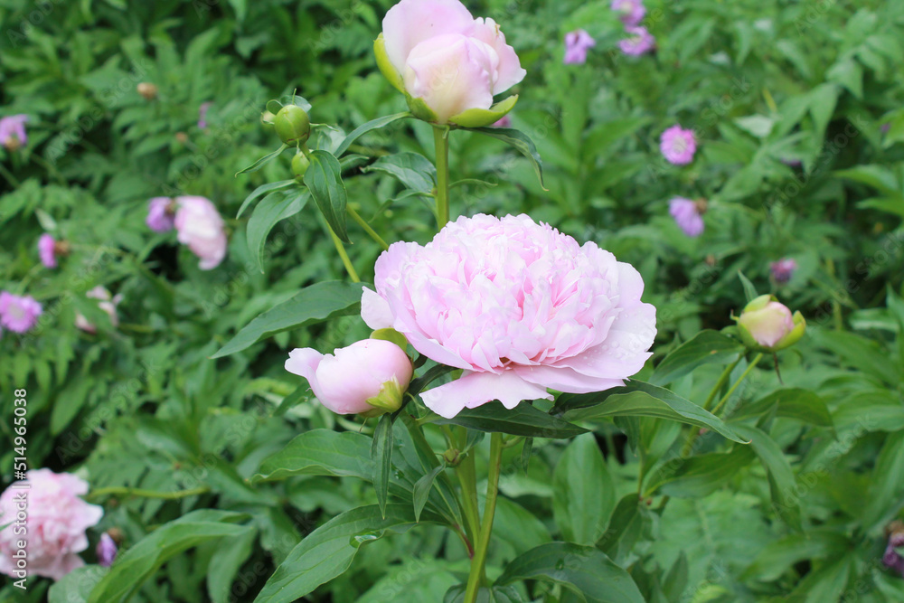 Obraz premium close-up pink color blooming flower in sunlight, nature background, macro flower