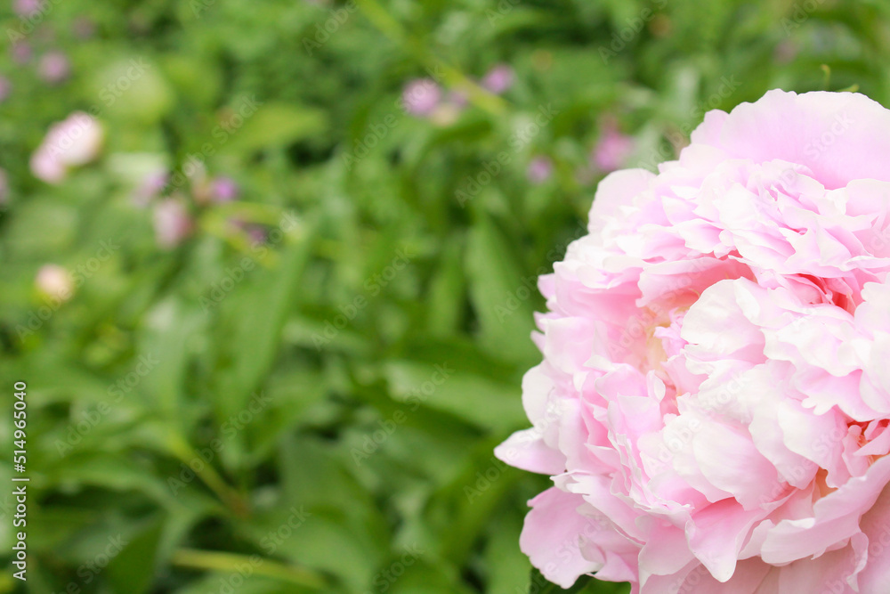 close-up pink color blooming flower in sunlight, nature background, macro flower close-up pink color blooming flower in sunlight, nature background, macro flower