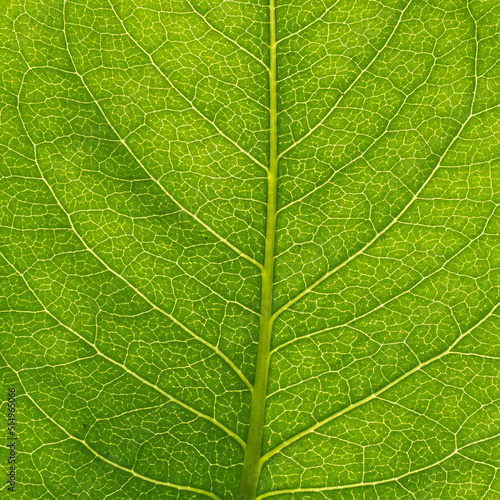 Macro view of green leaf with veins