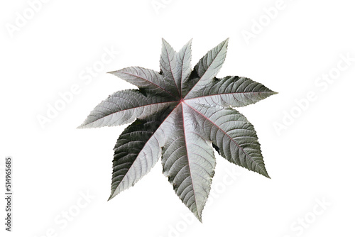 A single Ricinus communis or Castor oil plant green leaves isolated on white background, clipping path