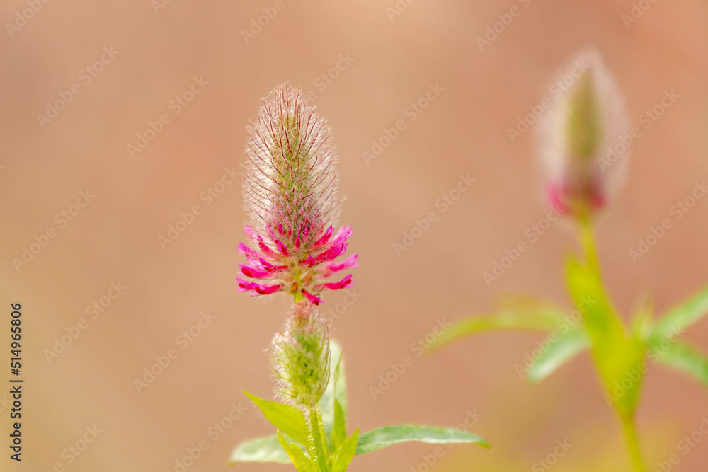 Selective focus of Red feather clover (Purpere klaver) in the garden with sunlight, Trifolium rubens is a species of flowering plant belonging to the family Fabaceae, Nature floral background.