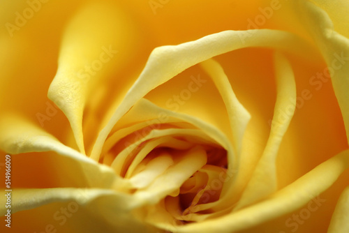 Close up of yellow rose