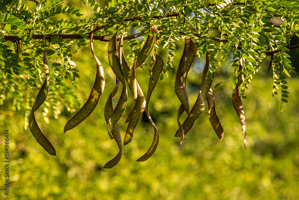 Ceratonia siliqua, commonly known as the carob tree or carob bush, St