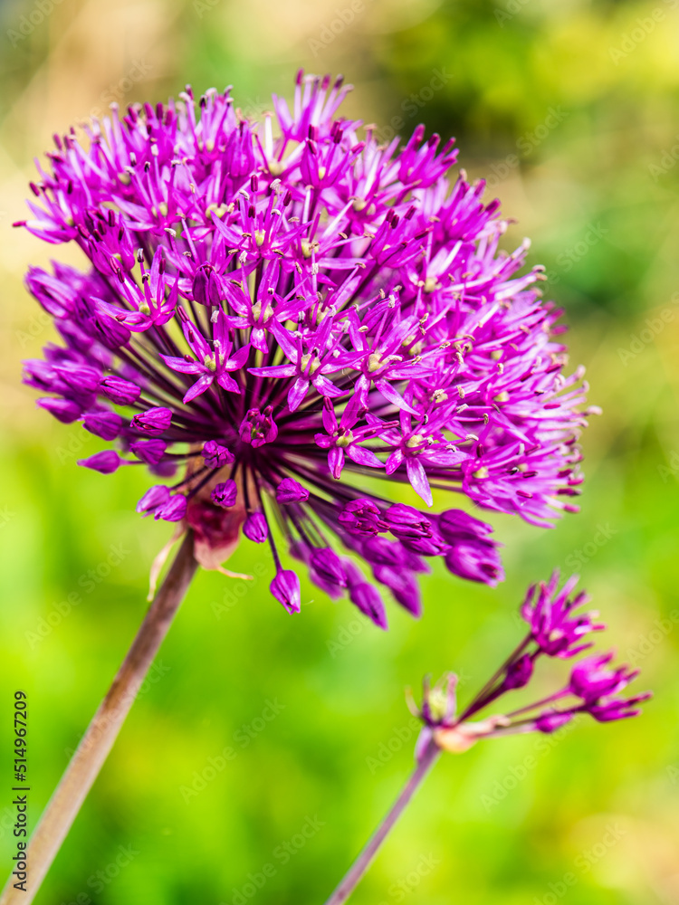 Pink Flower of Giant Allium, Allium giganteum Pink Flower of Giant Allium, Allium giganteum