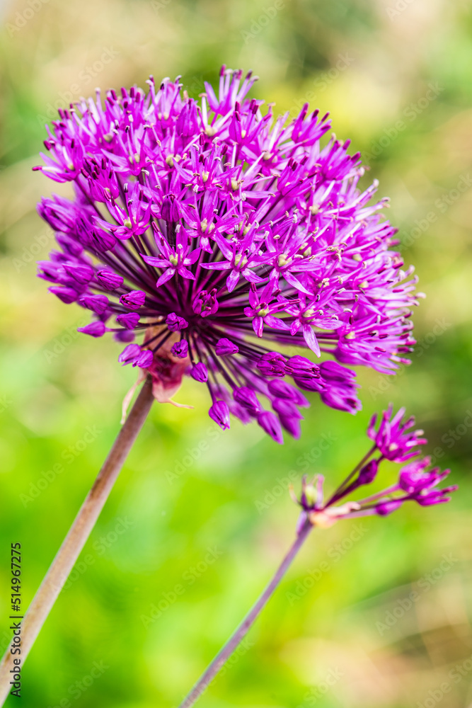 Pink Flower of Giant Allium, Allium giganteum Pink Flower of Giant Allium, Allium giganteum