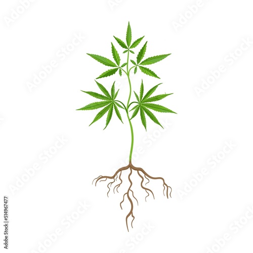 Growth stage of cannabis plant flat icon. Hemp, cannabis, weed leaves isolated vector illustration collection. Drug plant cultivation