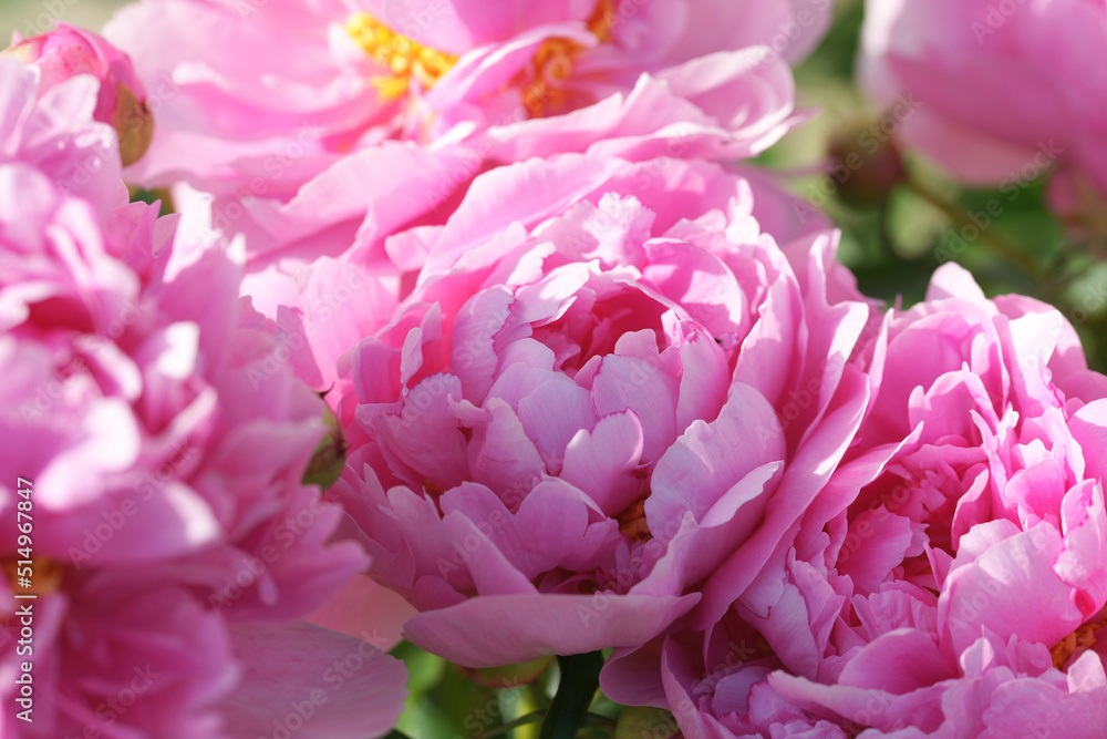 Garden with peonies in early summer