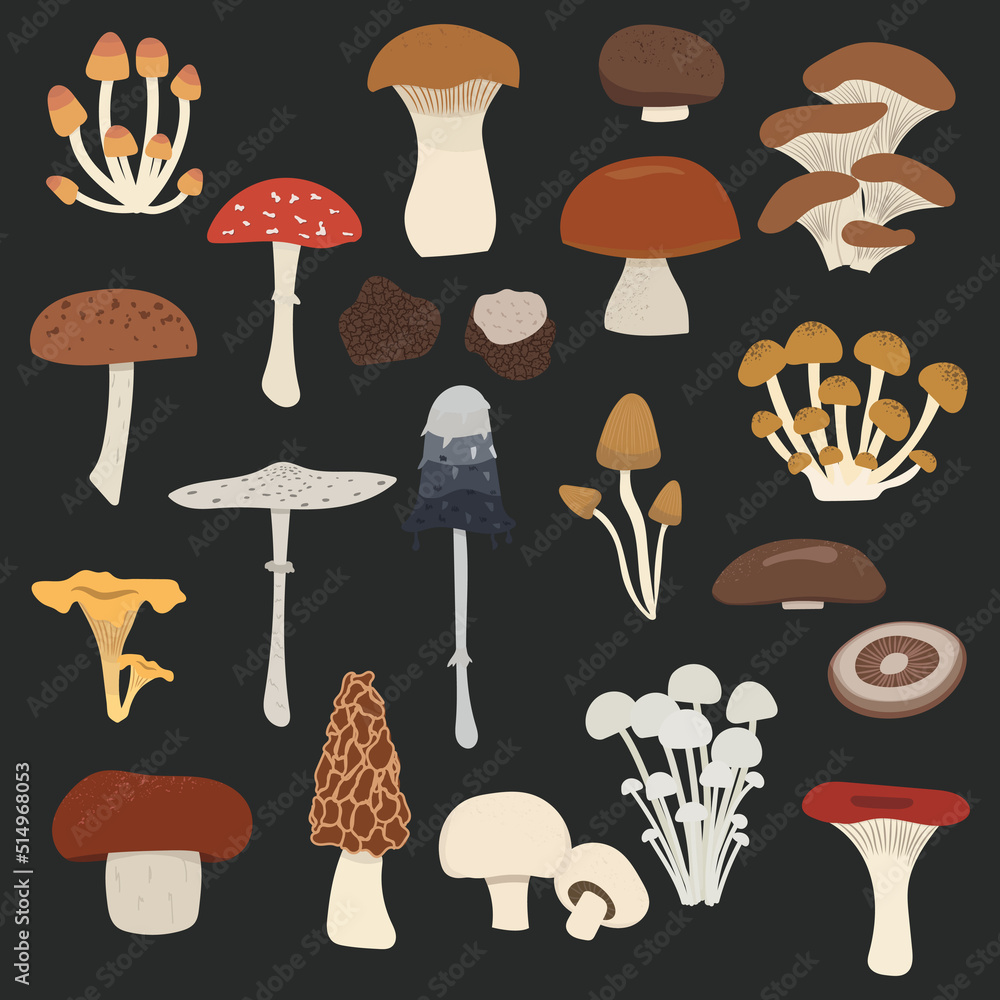 vector set of mushrooms. edible and poison mushrooms: king trumpet, oyster, russula, ink cap, morel, portabello, champignon, penny bun, porcini, chanterelle, truffle, enoki, shiitake, parasol, cremini vector set of mushrooms. edible and poison mushrooms: king trumpet, oyster, russula, ink cap, morel, portabello, champignon, penny bun, porcini, chanterelle, truffle, enoki, shiitake, parasol, cremini