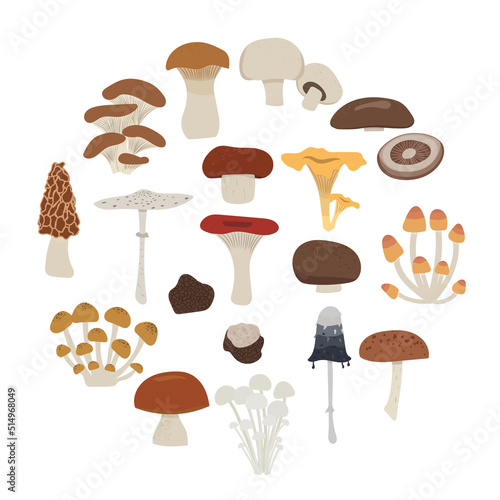 Vector set of mushrooms. edible and poison mushrooms: king trumpet, oyster, russula, ink cap, morel, portabello, champignon, penny bun, porcini, chanterelle, truffle, enoki, shiitake, parasol, cremini