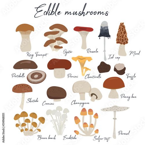 Vector set of mushrooms. Edible mushrooms: King trumpet, oyster, russula, ink cap, morel, portabello, champignon, penny bun, porcini, chanterelle, truffle, enoki, shiitake, parasol, cremini and other