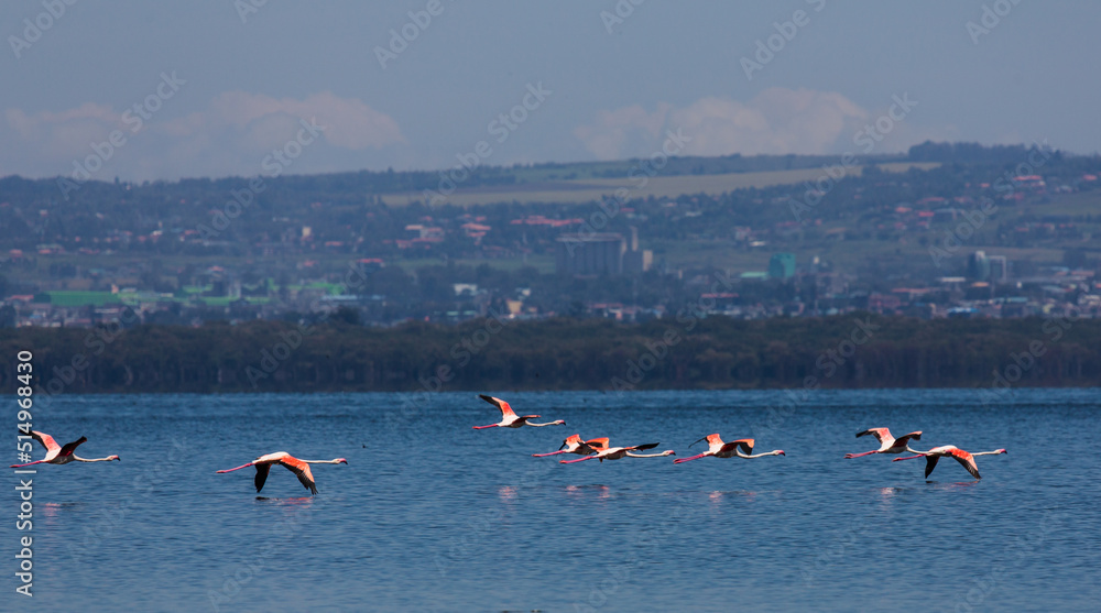Flying flamingos over the water and a cost on the horizon. Nakuru lake, Kenya