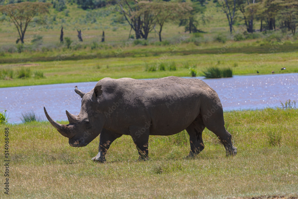 Fototapeta premium White rhino walking in the grass near water on a sunny day. Nakuru, Kenya