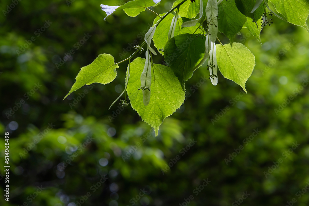 Small-leaved linden green foliage Small-leaved linden green foliage