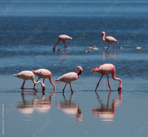 A group of flamingos with their reflection in the water. Nakuru lake. Kenya