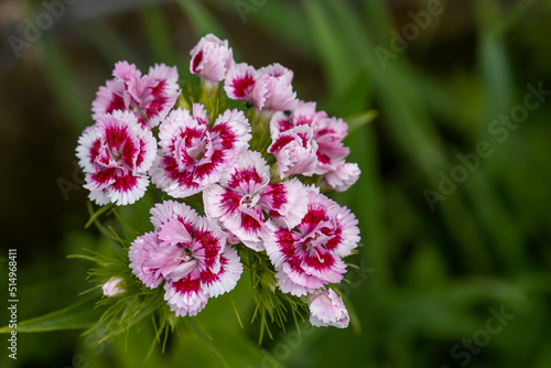 Pink Sweet Willian flowers photo