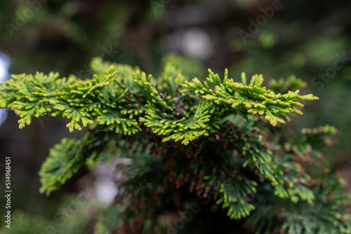 Hinoki japanese cypress evergreen scale-like leaves