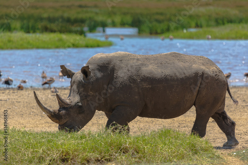 White rhino walking in the grass near water on a sunny day. Nakuru  Kenya