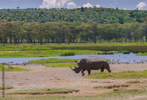 White rhino walking in the grass near water on a sunny day. Nakuru, Kenya © Анастасия Смирнова