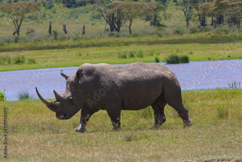 White rhino walking in the grass near water on a sunny day. Nakuru  Kenya