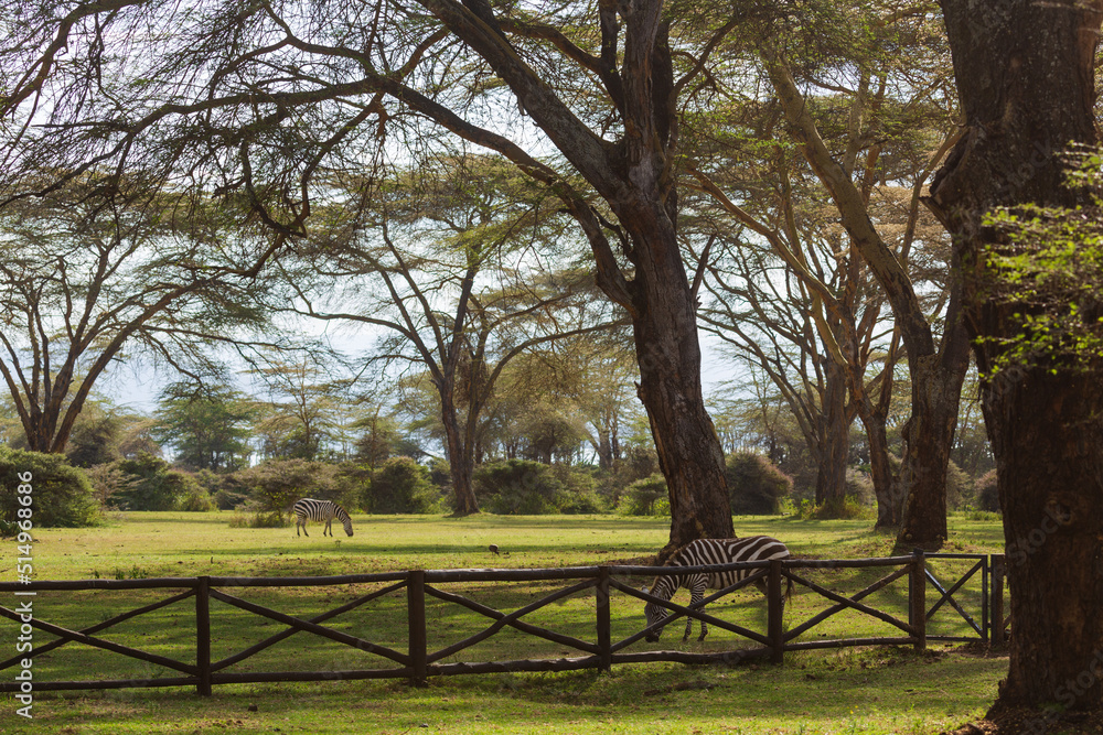 Zebras eating grass under the trees behind the fence in savannah. Nakuru, Kenya Zebras eating grass under the trees behind the fence in savannah. Nakuru, Kenya