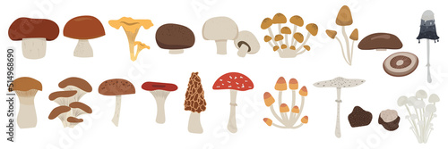 vector set of mushrooms. edible and poison mushrooms: king trumpet, oyster, russula, ink cap, morel, portabello, champignon, penny bun, porcini, chanterelle, truffle, enoki, shiitake, parasol, cremini
