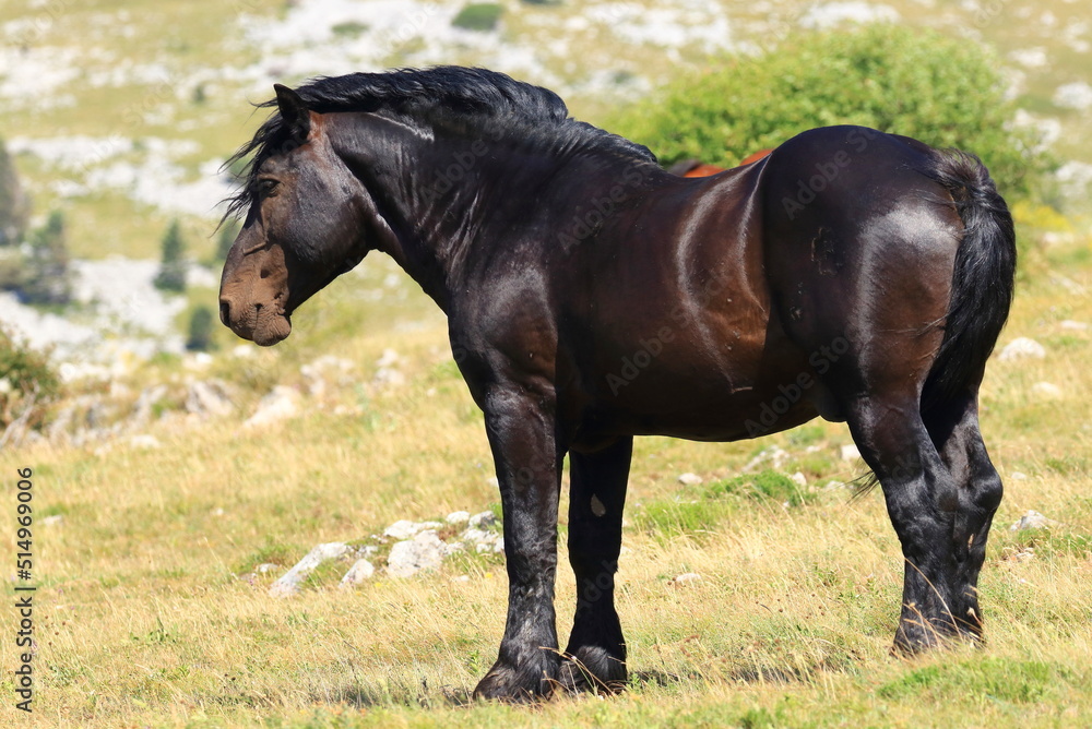 Black horse. Big and strong alfa male. Beautiful and noble animal.