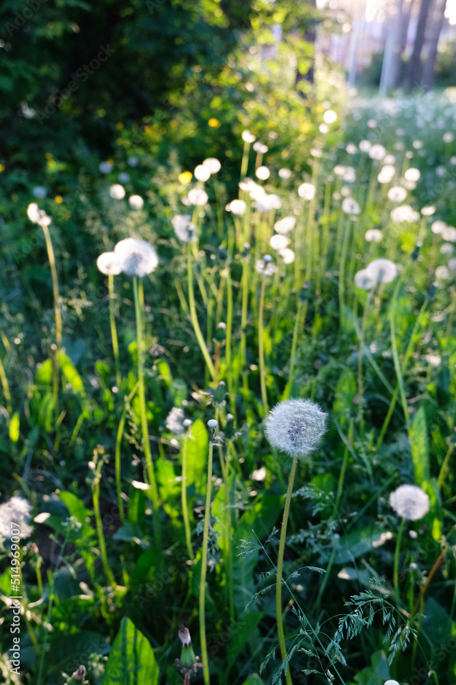 White fluffy dandelions close-up in the backlight of the setting sun. Beautiful summer nature