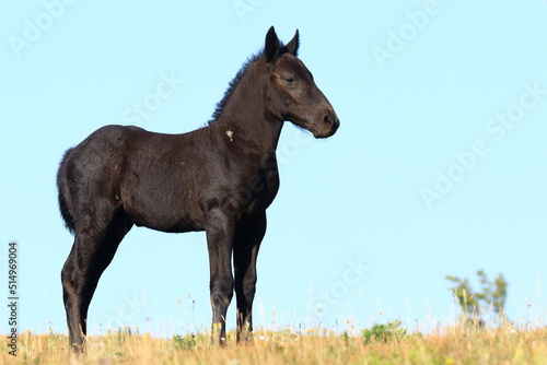 Cute black foal standing on meadow in sunny morning